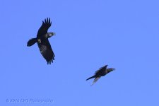 3-14-16-cr__D7K2316.jpg