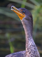 Cormorant2.jpg