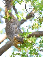 Squirrel2.jpg
