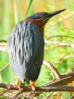 GreenHeron.jpg