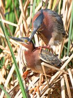 GreenHeron8.jpg