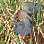 GreenHeron16.jpg