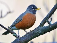 Robin3.jpg