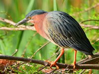 GreenHeron6.jpg