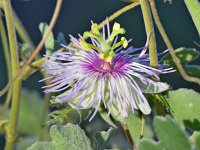 Passiflora.jpg
