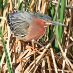 GreenHeron25.jpg