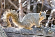 Squirrel6400-1.jpg