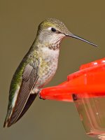 Hummer11.jpg