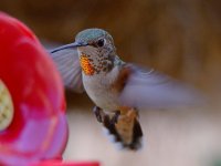 Hummer.jpg