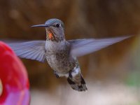 Hummer3.jpg