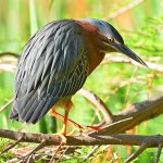 GreenHeron2.jpg