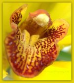 Yellow and Burgundy Orchid Close Up 3-15-2016.jpg