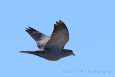 3-15-16-cr__D7K2328.jpg