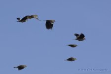 3-15-16-cr__D7K2350.jpg