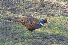 DSC_5352.jpg