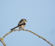 DSC_5303.jpg