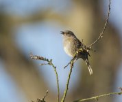 DSC_5294.jpg