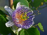 PassifloraActinia3.jpg