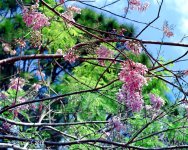 3-14-16 DFB Arbor   31.jpg