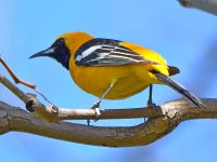 HoodedOriole3.jpg