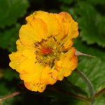 Geum2.jpg