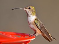 Hummer3.jpg