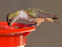 Hummer4.jpg