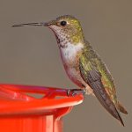 Hummer7.jpg