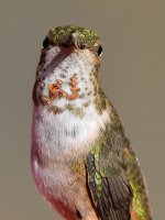 Hummer10.jpg