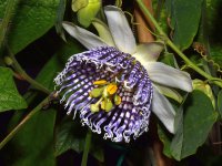 PassifloraActinia2.jpg