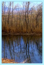 Reflection in the Pond  3-16-2016.jpg