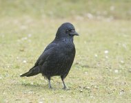 DSC_8232.jpg