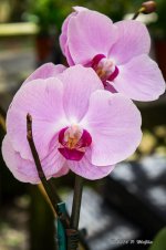 DSC04612.jpg