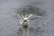 DSC_8202.jpg