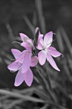 Schizostylis.jpg