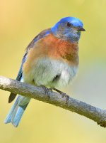 BlueBird2.jpg