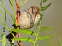 BushTit.jpg