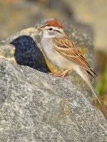Sparrow.jpg