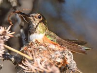 Hummer4.jpg