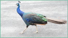 The Bird Gardens.44.jpg