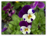 Johnny Jump Ups 3-17-2016.jpg