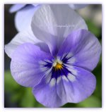 Violet Pansy 3-17-2016.jpg
