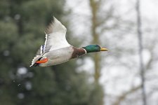 DSC_8322.jpg