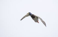 DSC_8271.jpg