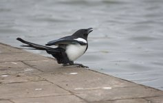 DSC_8274.jpg