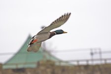 DSC_8323.jpg