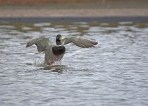 DSC_8340.jpg