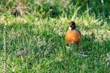 Early Morning-3402-Edit.jpg