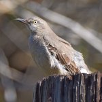 Mockingbird4.jpg