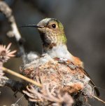 Hummer12.jpg